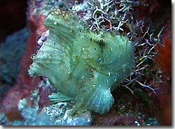 A Leafy Scorpionfish trying to look inconspicuous, Yap, Micronesia.