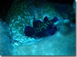 A male Mandarinfish chasing the females, Yap, Micronesia.