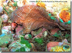 A potentially new species of frogfish, found at Ambon Bay, Ambon