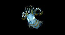 Calamares