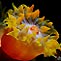 Tulip of the Sea