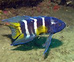 Blue Devil