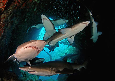 Peter Hitchins from South West Rocks with the ultimate shot of Grey Nurse Sharks in Fish Rock Cave