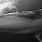 Minke Whale