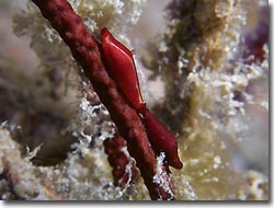Cowries and Ovulids