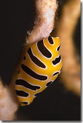 Cowries and Ovulids