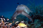 Kalimantan Cuttlefish