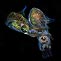 Mating Dumpling Squid
