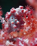Pygmy in Pink