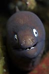 Eel in profile�