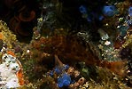 Hawkfish With Glowing Green Eyes