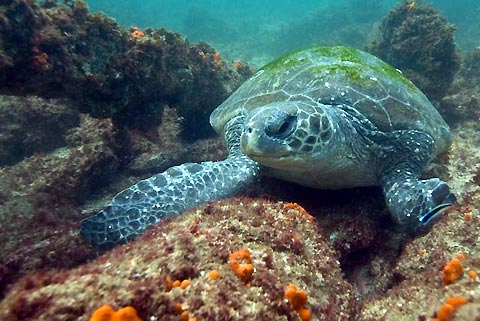 Julian Rocks green sea turtle