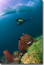 Pristine reefs with Barrel Sponges,  Anilao, Philippines