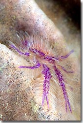 Squat Lobster, Anilao, Philippines