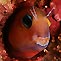 Scary Blenny