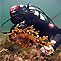 Southern Blue Water Diving