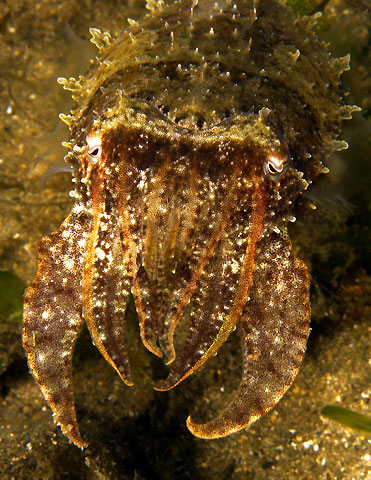 Cuttlefish