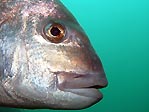 Snapper