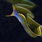 underwater australasia Photo Competition 2008-09 Winners