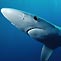 Attention All Divers! - ARKive needs your images