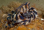 Blue-ringed Octopus with Eggs