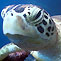 Borneo Divers & Sea Sports (Sabah) Sdn Bhd