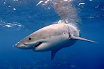 Great White