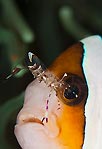 Clownfish & Commensal Shrimp