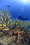 Reef Scene