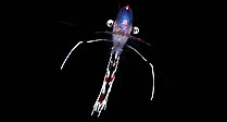 Free-swimming Shrimp