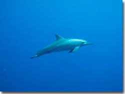Spinner Dolphin at Christmas Island, Indian Ocean, Australia