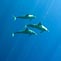 The 4th Underwater Festival� - 2010 The Christmas Island Experience
