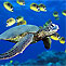 Cooly Dive
