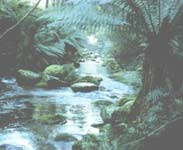 Wilderness near Pyengana - Photo and text courtesy of Tour of Tasmania - <a href=
