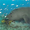 Small Print - Dugong