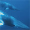 Small Print - Dwarf Minke Whales