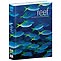 reef. exploring the underwater world