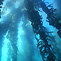 Tasmania Underwater - Caves, Kelp and Convicts