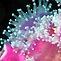 Bicheno jewel anemone