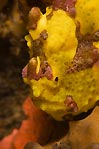 Patient Frogfish