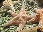 Fiji Sea Stars
